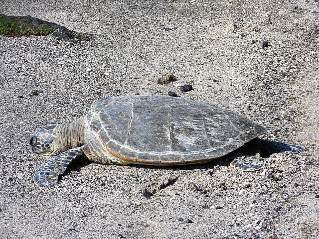 IMG 6503