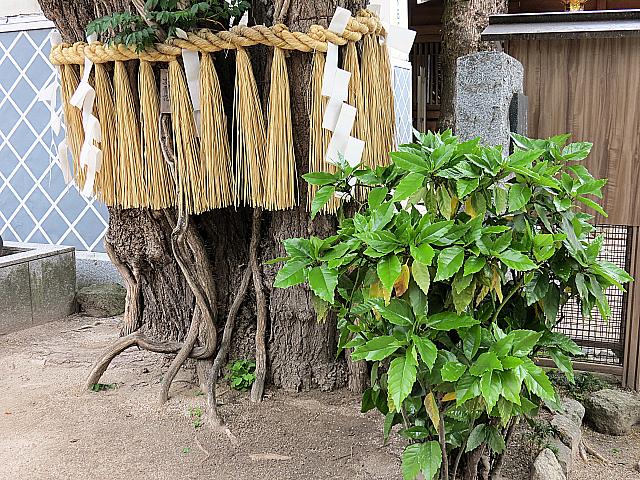 IMG 3532