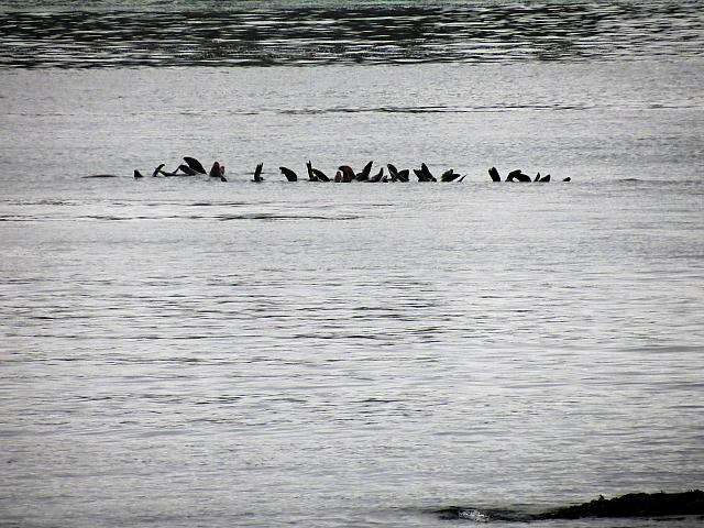IMG 7264