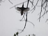 IMG 7113