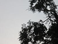 IMG 7132