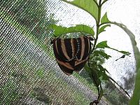 IMG 7413
