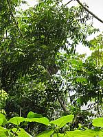 IMG 7531