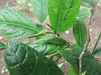 IMG 7536