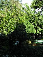 Picture 091