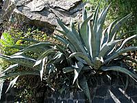 Picture 234