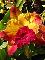 201109 409