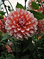 201109 018