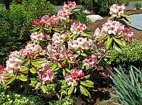 201204 Rhodie 005