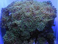 201205A2 1274