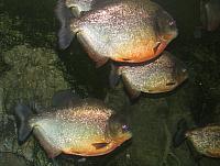 201205A2 1307