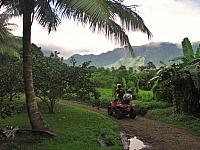 Lush & green!