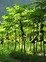 Papayas