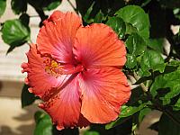 Hibiscus