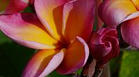 Closeup