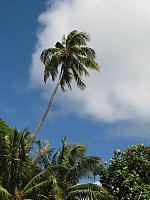 Coconuts waaaaay up there....