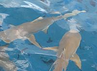 Blacktip reef sharks