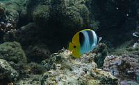 Huahine