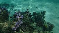 Snorkeling off Huahine