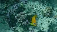 Snorkeling