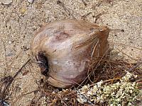 Coconut