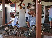 Oysters brought up to harvest the pearls