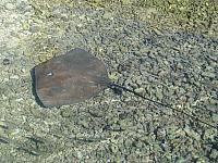 Stingray