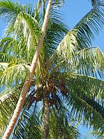 Coconuts