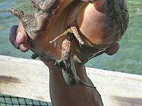Conch opening