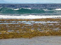 The coral reef