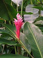 Ginger