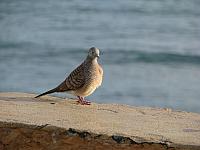 201312HawaiiA 142