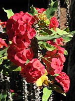 201312HawaiiA 170