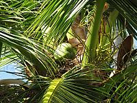 201312HawaiiA 544