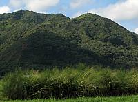201312HawaiiA 595