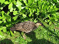 201312HawaiiA 617