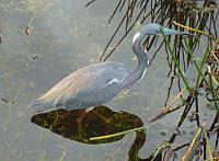 201402CaribK 178