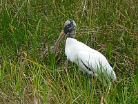 201402CaribK 182