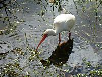 201402CaribK 205