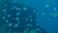 201402CaribK 345