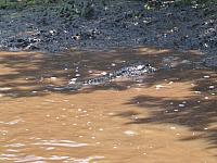 201402Carib 157