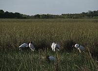 201402Carib 181