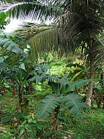 201402Carib 731