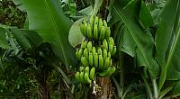 201402CaribK 313