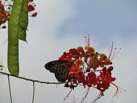 201402Carib 1147