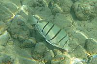 201501 Hawaii 808