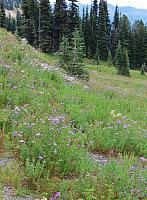 201507 014
