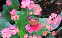 IMG 4377 (2)