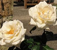 IMG 4584
