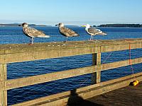 IMG 5953